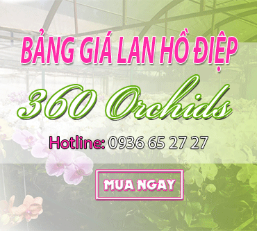 bang gia lan ho diep