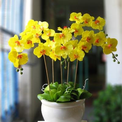 Các loài hoa lan đẹp và quý được nhiều người săn đón nhiều nhất
