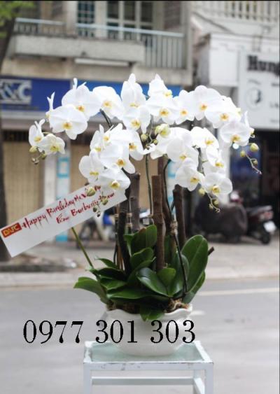 anh-lan-ho-diep