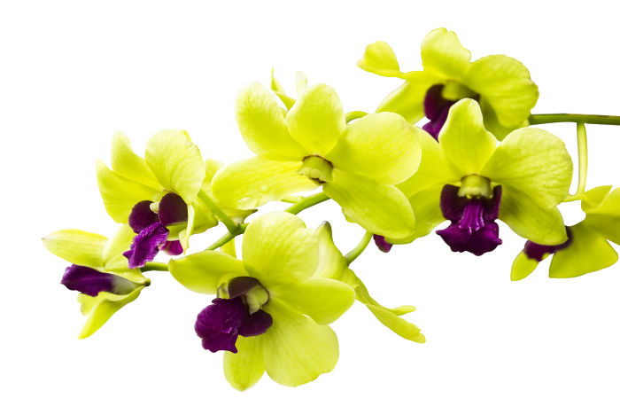 cac-loai-hoa-lan-dep