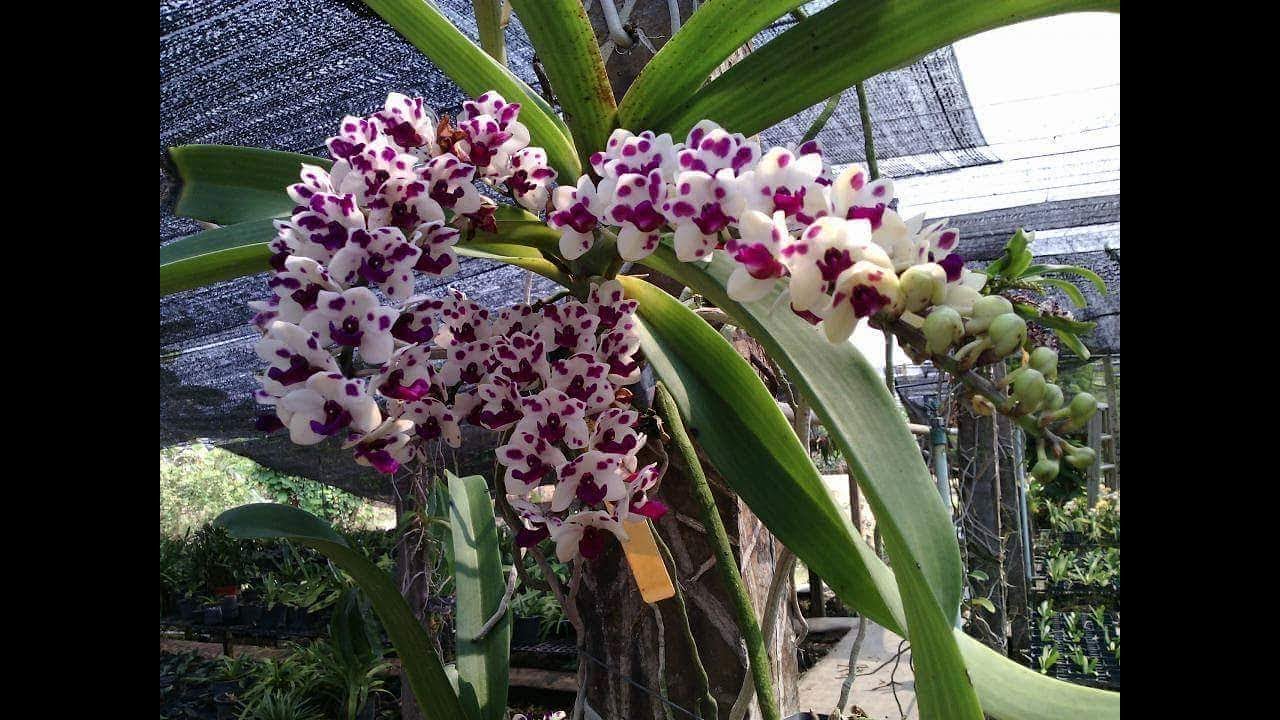 loai-hoa-lan-dep-nhat