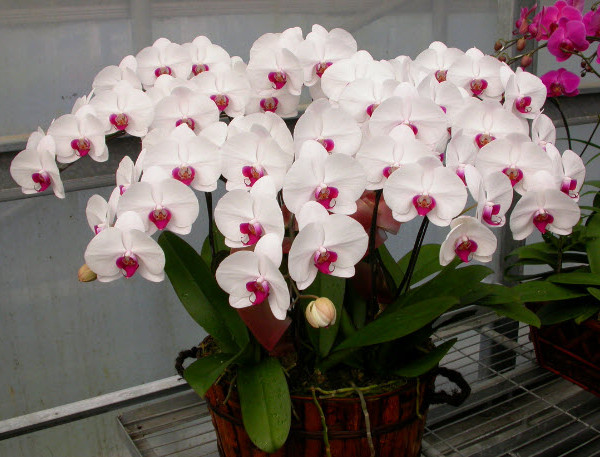 nhung-loai-hoa-phong-lan-dep-nhat