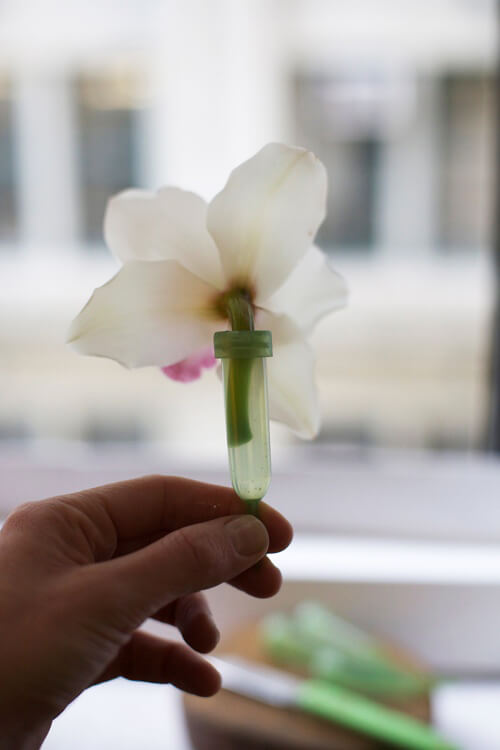 hướng dẩn cắm hoa lan bước 1